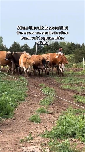 As a regenerative homestead style farm we rotationally graze our dairy cows that provide the raw milk we sell. These ladies are Jersey, Guernsey, and Brown Swiss cows that all have A2A2 genetics. We sell the raw milk with all its cream right here on our farm in our Farmers Market Shop #farmstore #rawmilk #farmersmarket #smallfarm #milkcow #regenerativeagriculture | The Little Red Farm