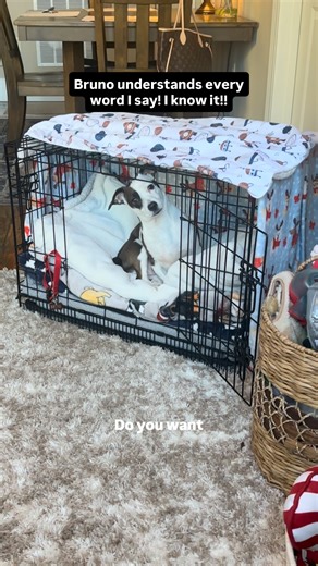 Dionne “Bruno the Sato” Parrett on Instagram: "Smart doggo. #dog #dogsofinstagram #dogmom #jackrussell #rescue"