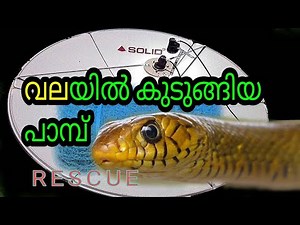 #ajeesh#snake#dth#ajeeshdth How to rescue snake from fishing net | snake|dish antenna| dth