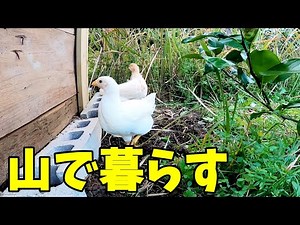 山の中で小さなひよこ達が暮らしはじめた【ひよこ飼育】 71話目