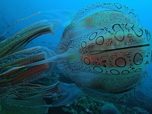 11M views · 272K reactions | Caught on camera for the first time in history, this is the extremely-rare Chirodectes Maculatus—a species of spotted box jelly 勞 #GoProAwards recipient Dorian Borcherds is just the second human to ever see this soccer-ball-sized ocean creature. To read more on the one-of-a-kind encounter, hit the link  GoPro.com/news/rare-jellyfish-captured-on-gopro | GoPro | Facebook