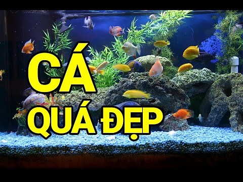 25 loại cá cảnh đẹp, dễ nuôi, thích hợp chơi thủy sinh