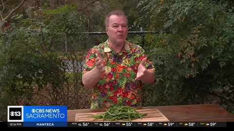 Why you should wait to buy green beans | Lunch Break with Michael Marks