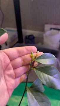 This Feels Wrong… But My Lemon Tree Needs It