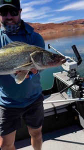 3.9K views · 38 reactions | Big Walleye and a Bonus surprise fish! The spin-n-glo Bottom walkers and Hammertime walleye spinners caught walleye, stripers and largemouth last week at powell | Yakima Bait Company | Facebook