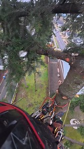 🌲 | Tree trimming service USA 43