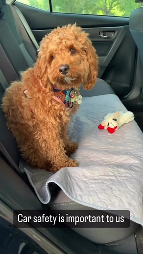 15 reactions | We are taking tips from the ASPCA Pet Insurance program on how to travel safely with Layla in the car. Read more https://bit.ly/LaylaCarSafety #advertisement #ad #sponsored #protectedpet #ASPCAPetInsurance #PetInsurance #DogInsurance | ASPCA Pet Health Insurance | Facebook