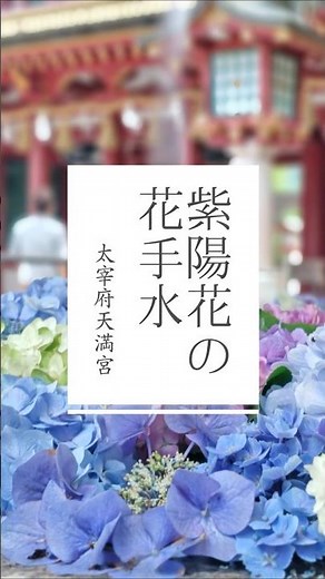 花手水｜紫陽花で埋め尽くされた手水鉢🌸 #太宰府天満宮 #神社 #shorts