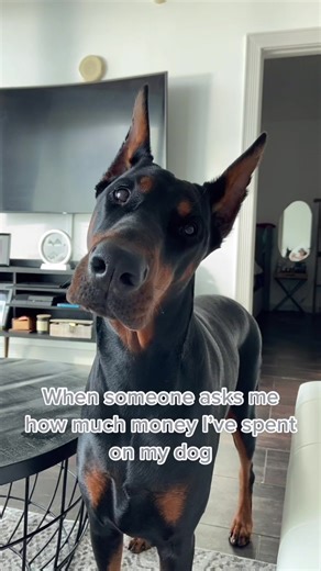 Ivy.the.doberman on TikTok