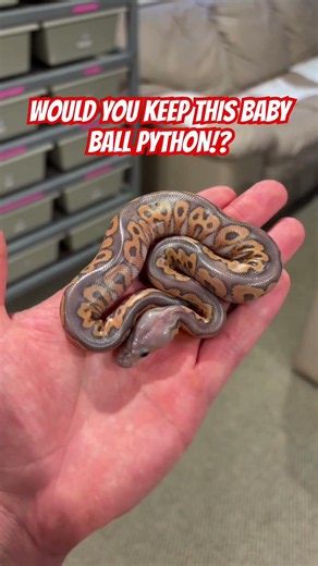 Would you KEEP this baby Ball Python!?