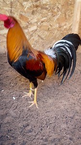 Pollon sweater que se fue en trio para el amigo Carlos de Leon Guanajuato ganador de la rifa pasada | Spring Valley Farm