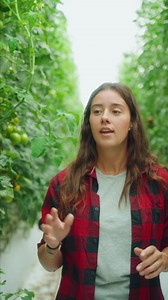 [MERCI LES INSECTES] À votre avis, que faut-il utiliser pour lutter contre les araignées rouges qui piquent les feuilles de la tomate ? Réponse dans cette vidéo #agroécologie #biocontrole #nature #tomate #provence #storiesdelea #filledepaysan #paysan #agriculture #fermefrance | Les Paysans de Rougeline