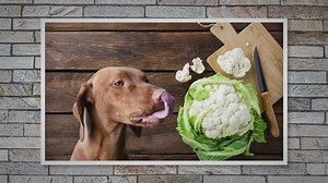 Can a dog eat cauliflower?
