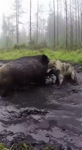 The Wolf's Tap Dance on the Muddy Ground