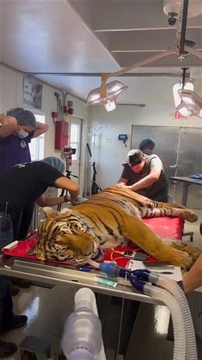 What If You Had a Pet Tiger?