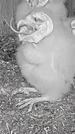 😮🦉 Caught in Real Time | Mouse Gone in Seconds