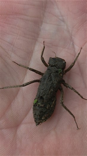 Dragonfly nymph