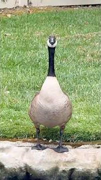 Silly geese doing silly things🪿 #funny #animals #cute #pets #geese #funnyvideo #fyp #petvideos