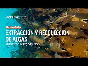 #BosquesAzules | Extracción y recolección de algas