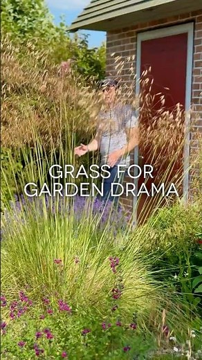 Tall Grasses For Garden Drama