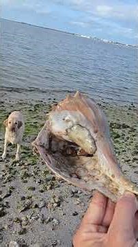 DazeyDog Fetched an entire Ecosystem #dogs