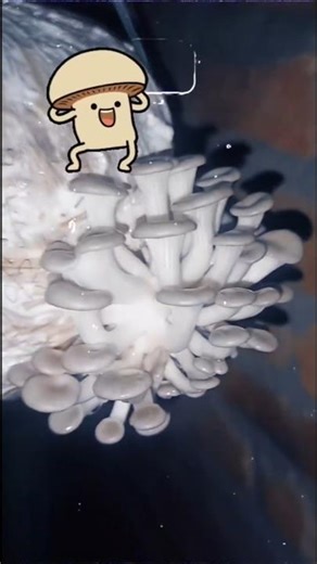 Oyester mushroom pinhead #animation #disney #livewallpaper