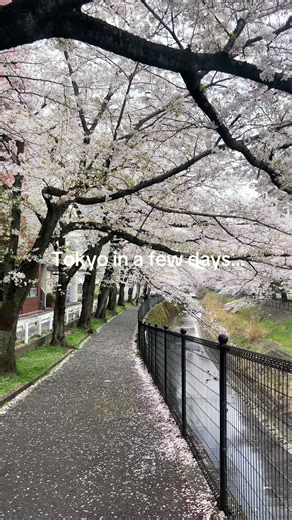Experience Tokyo's Cherry Blossom Season in 2026