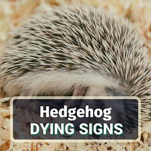 9 Hedgehog Dying Signs You Need To Know - KoalaPets