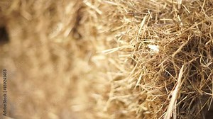 Bale of hay tied with string-2