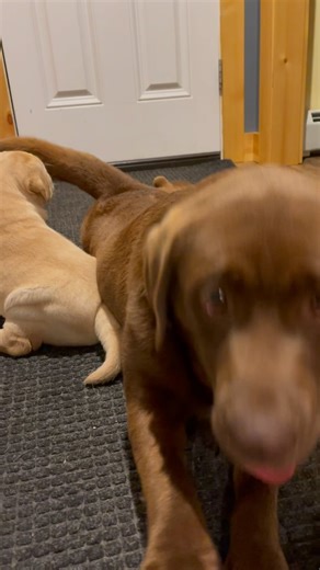 Puppies are vicious 🙃 #englishlabs #dogs #dogsofinsta #talesofalab #worldoflabs ##ilovedogs #dogsrule #feedrealfood #healthydogs #puppies #cutepuppies #blacklab #yellowlab #chocolatelab #adorable #naturallyreared #rawfed | Chalk Pond Retrievers