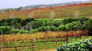 Vineyard at Ernie Els Wine Estate in Stellenbosch South Africa on a cloudy winters day