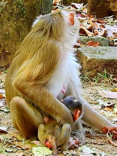 Beautiful Mom & baby Beautiful Animals Relaxing & Stress Relief