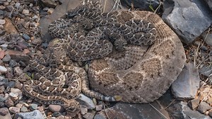 'Baby rattlesnakes aren't more dangerous than adults': Experts dismiss snake myths ahead of Arizona's peak season