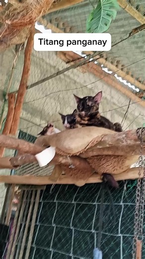 dalawang uri ng tita 😂