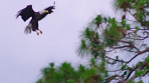 Amazing Shot Bald Eagle Flying 120 Stock Footage Video (100% Royalty-free) 1020106591 | Shutterstock