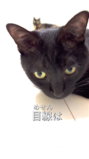 【反抗期】目線を合わせたい飼い主と何がなんでも合わせたくないクロネコがこちらです。We don't make eye contact【ねこ Cat 黒猫】