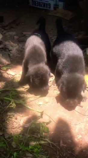 Three Baby Dogs#dog #dogshorts
