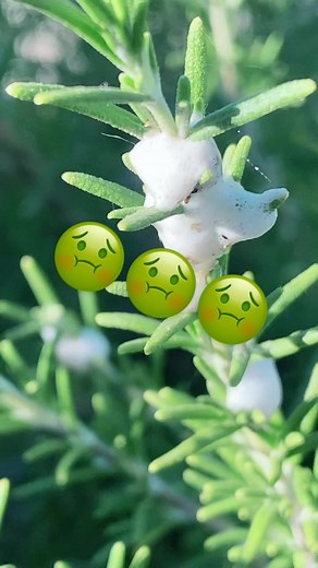 Discovering Spittle Bugs in My Rosemary Garden
