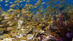 Explore America's Dive Capital, The Florida Keys! | PADI