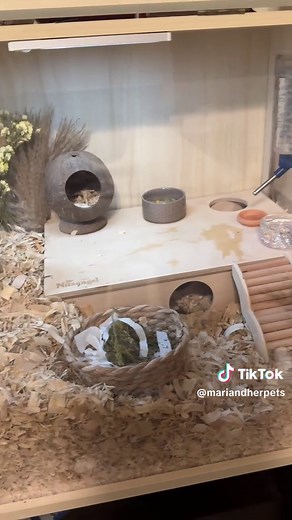 Creating the Perfect Hamster Cage Setup