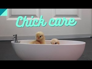 How to care for chicks after they hatch
