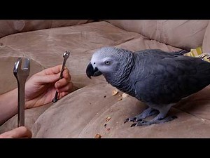 Training Apollo on the Couch