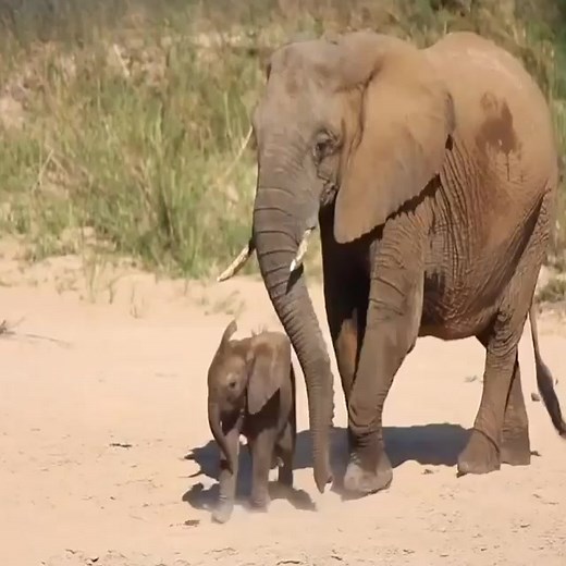 176K views · 10K reactions | Cute Baby Elephant! #Animals #elephant #cuteelphant #wildlife | Elephant World | Facebook