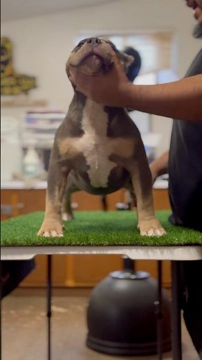 Stack Training Pocket Bully Puppy