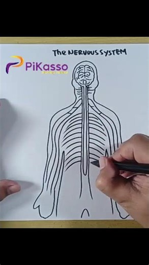 How to Draw Nervous System Full Diagram in Less Than One Minutes