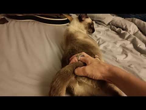 (Short) How To Relieve A Cat In Heat. Finger Cat Butthole, sorta