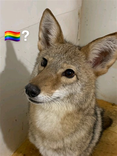 so grateful the industry found him🤭 #teeteewanpichit #duangwithyouseries #bouns_baby 🦋 #teeteepor #bltiktok