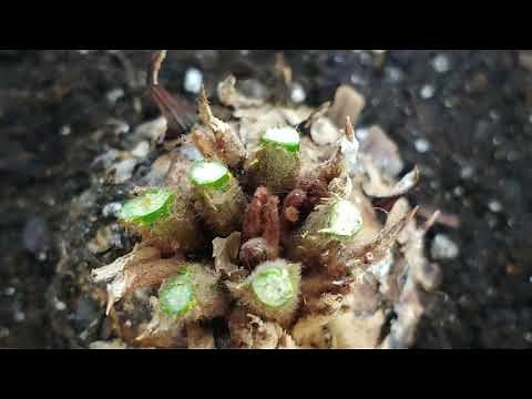 How to Save & Trim Sago Palm