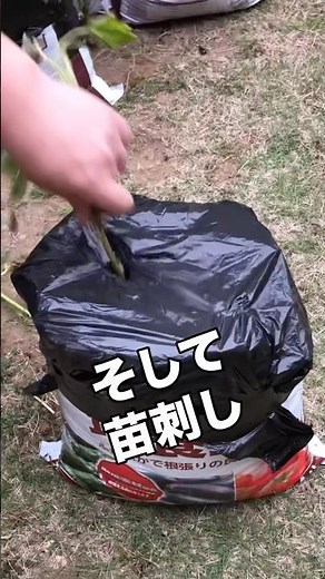 【さつまいも】袋栽培でもマルチやってみた！ #さつまいも #袋栽培 #家庭菜園