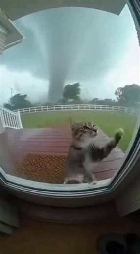 Rescue of a Cat Stuck in a Tornado